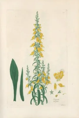 Digitalium monographia Pl.10 (1821) (Digitalium monographia Pl.10 (1821))