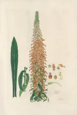 Digitalium monographia Pl.12 (1821) (Digitalium monographia Pl.12 (1821))