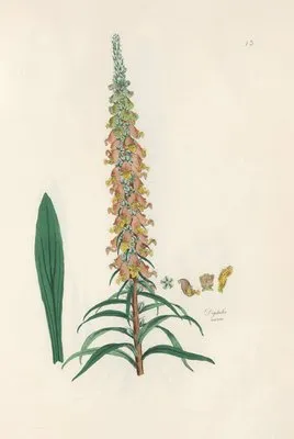 Digitalium monographia Pl.13 (1821) (Digitalium monographia Pl.13 (1821))