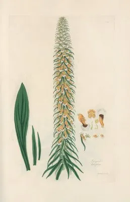Digitalium monographia Pl.14 (1821) (Digitalium monographia Pl.14 (1821))