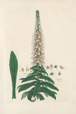 Digitalium monographia Pl.15 (1821) (Digitalium monographia Pl.15 (1821))