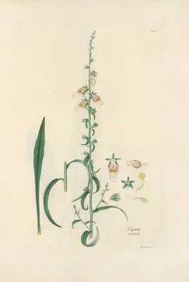 Digitalium monographia Pl.16 (1821) (Digitalium monographia Pl.16 (1821))