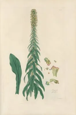 Digitalium monographia Pl.17 (1821) (Digitalium monographia Pl.17 (1821))