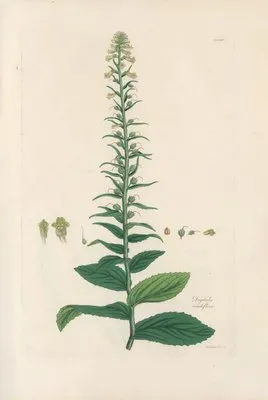 Digitalium monographia Pl.18 (1821) (Digitalium monographia Pl.18 (1821))