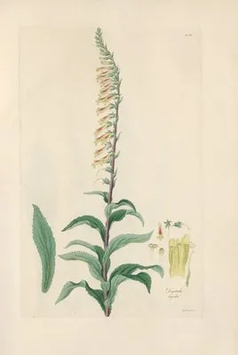 Digitalium monographia Pl.19 (1821) (Digitalium monographia Pl.19 (1821))