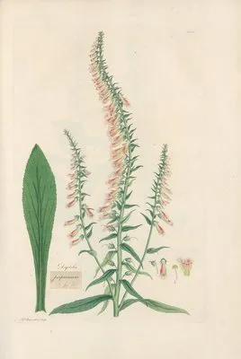 Digitalium monographia Pl.20 (1821) (Digitalium monographia Pl.20 (1821))