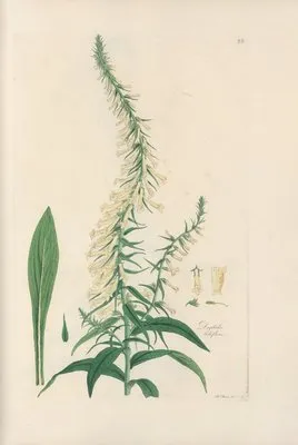 Digitalium monographia Pl.22 (1821) (Digitalium monographia Pl.22 (1821))