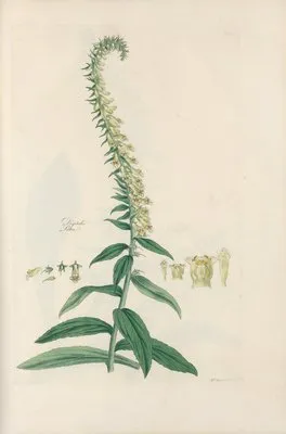 Digitalium monographia Pl.23 (1821) (Digitalium monographia Pl.23 (1821))