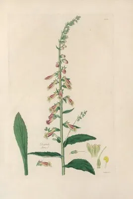 Digitalium monographia Pl.25 (1821) (Digitalium monographia Pl.25 (1821))