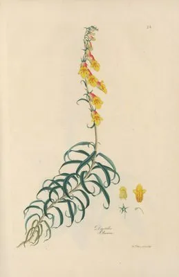 Digitalium monographia Pl.26 (1821) (Digitalium monographia Pl.26 (1821))