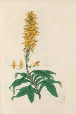 Digitalium monographia Pl.27 (1821) (Digitalium monographia Pl.27 (1821))