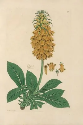 Digitalium monographia Pl.28 (1821) (Digitalium monographia Pl.28 (1821))