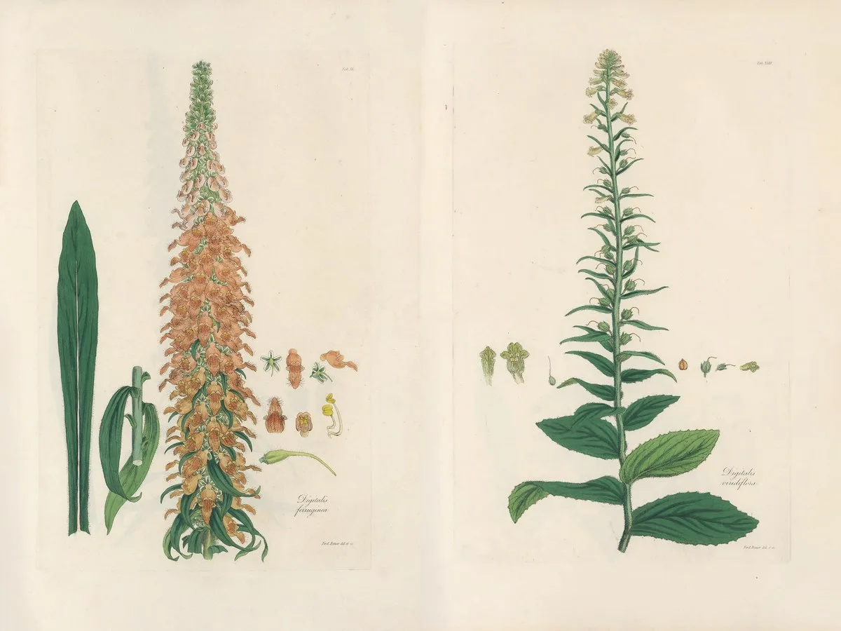 Digitalium monographia