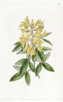 Aeolian Cytisus (Aeolian Cytisus)