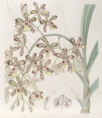 African Ansellia (African Ansellia)