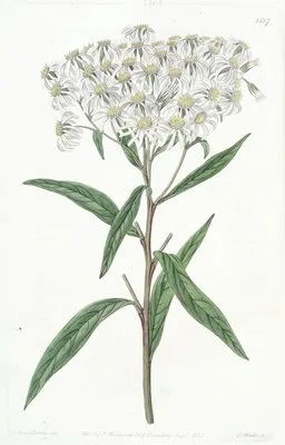 Almond-leaved Aster (Almond-leaved Aster)