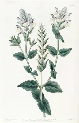 Alpine Scutellaria (Alpine Scutellaria)