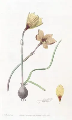Anderson’s Habranthus