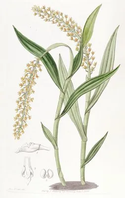 Apricot-coloured Epidendrum (Apricot-coloured Epidendrum)