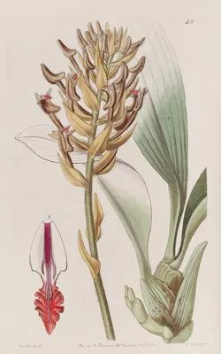 Apricot-coloured Eria (Apricot-coloured Eria)