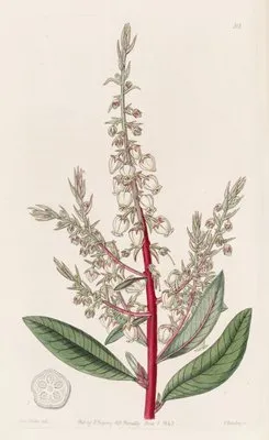 Arbutus-like Gritberry (Arbutus-like Gritberry)