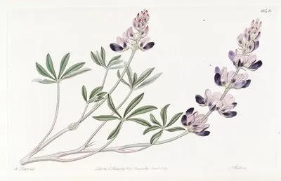 Arid Lupine (Arid Lupine)
