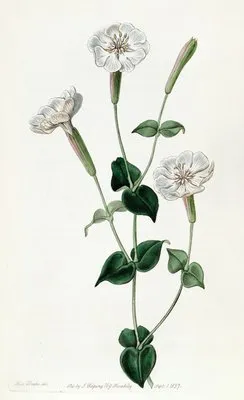 Armenian Catchfly (Armenian Catchfly)