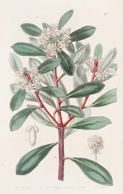 Aromatic Tasmannia (Aromatic Tasmannia)