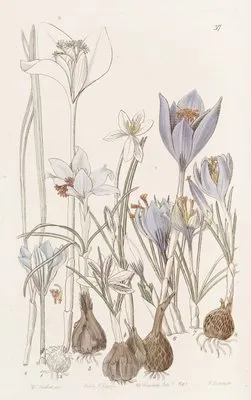 Autumnal Crocuses. (Autumnal Crocuses.)