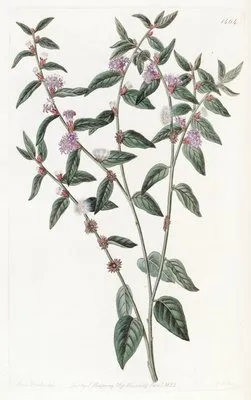 Axillary-flowered Vernonia (Axillary-flowered Vernonia)