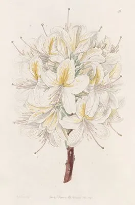 Azalea Laetitiae (Azalea Laetitiae)