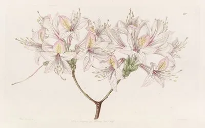 Azalea Ludoviciae (Azalea Ludoviciae)