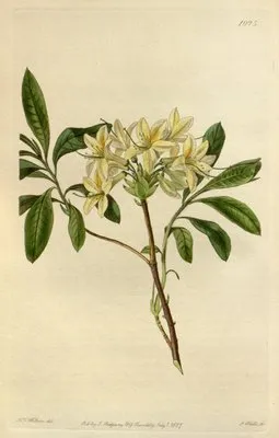 Azalea Seymouri (Azalea Seymouri)