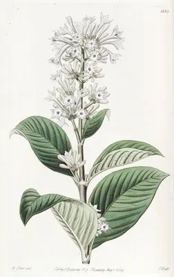 Azure-flowered Netseed (Azure-flowered Netseed)