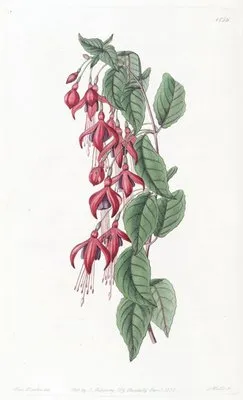 Balloon-flowered Fuchsia (Balloon-flowered Fuchsia)