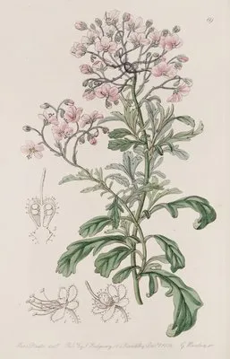 Baron Hugel’s Diplopeltis