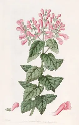Basil-like Perilomia (Basil-like Perilomia)