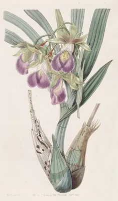 Bauer’s Casquewort
