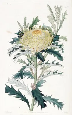 Baxter’s Hemiclidia