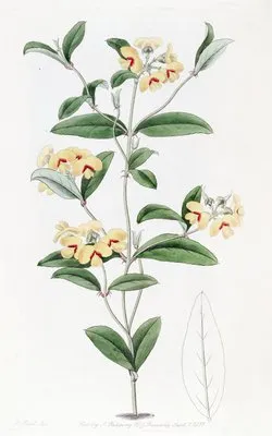 Baxter’s Mirbelia