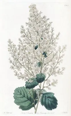 Beam-Tree-leaved Spirea (Beam-Tree-leaved Spirea)