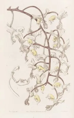 Bean-budded Gongora (Bean-budded Gongora)