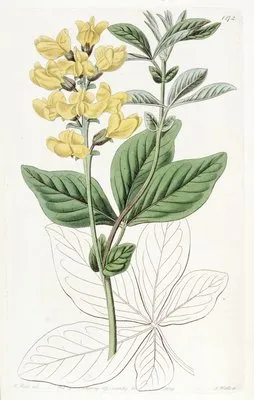 Bean-leaved Thermopsis (Bean-leaved Thermopsis)