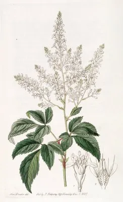 Bearded Meadow-sweet (Bearded Meadow-sweet)