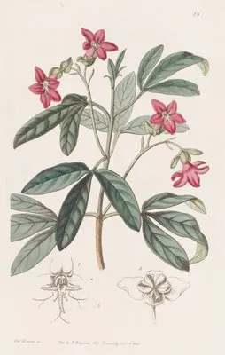 Beautiful Lemonia (Beautiful Lemonia)