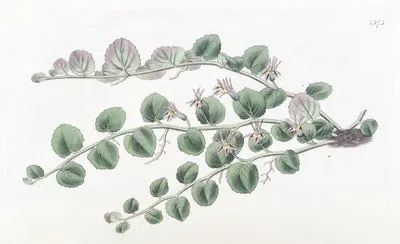 Begonia-leaved Pratia (Begonia-leaved Pratia)