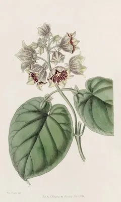 Bell-shaped Sarcostem (Bell-shaped Sarcostem)
