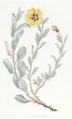 Berberry-leaved Lowea (Berberry-leaved Lowea)