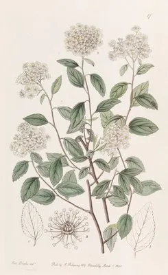 Bilberry-leaved Spiraea (Bilberry-leaved Spiraea)