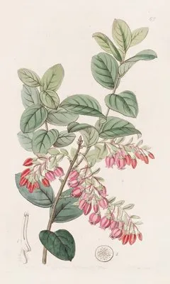 Bilberry-like Gaylussacwort (Bilberry-like Gaylussacwort)